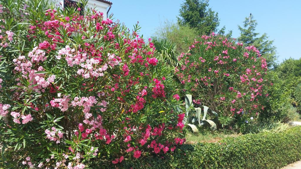 Guest House Villa Marlis マリンスカ エクステリア 写真